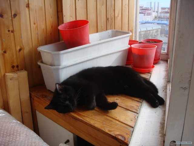 Котоленивец