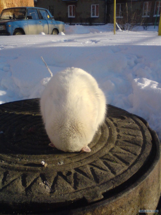 Котовторник 4.01.2011 - первый котовторник года