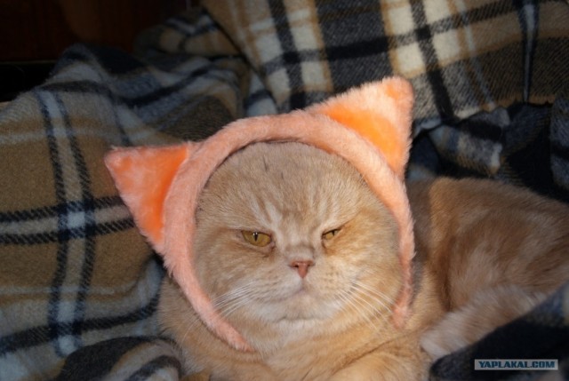 Коты, кошки и котята