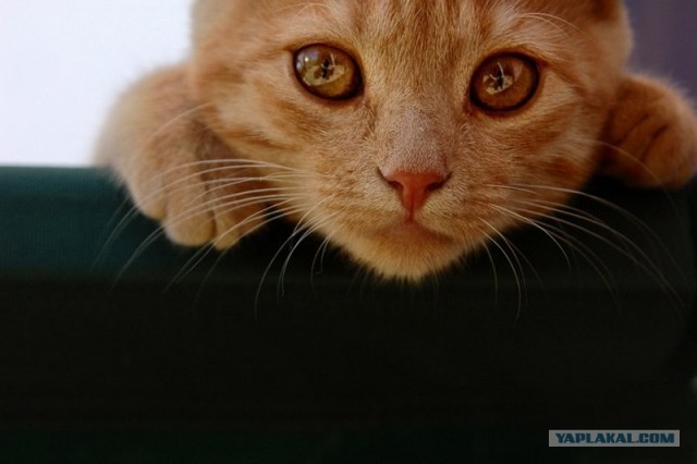 Состоятельный котовторник