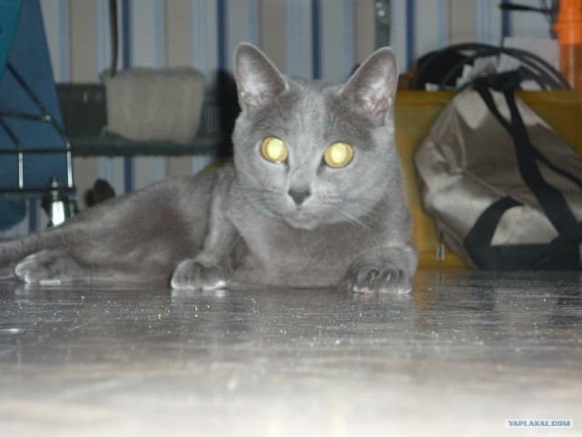 Котовторник 22.11.11