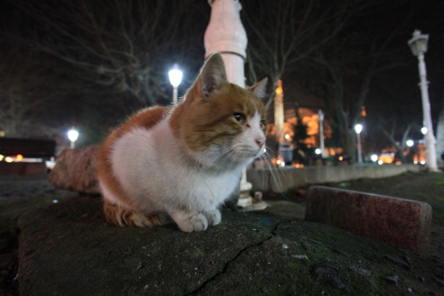 Котовторник (10.01.2012)