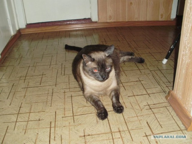 Котовторник (24. 01. 2012 )