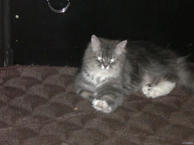 КОТОВТОРНИК (6.03.2012)