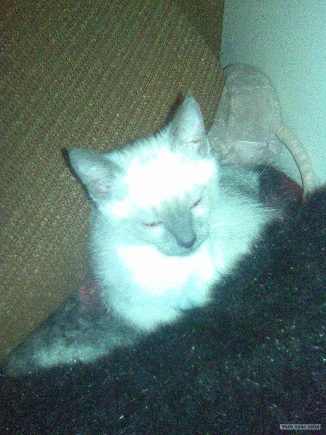Котовторник 10.04.2012