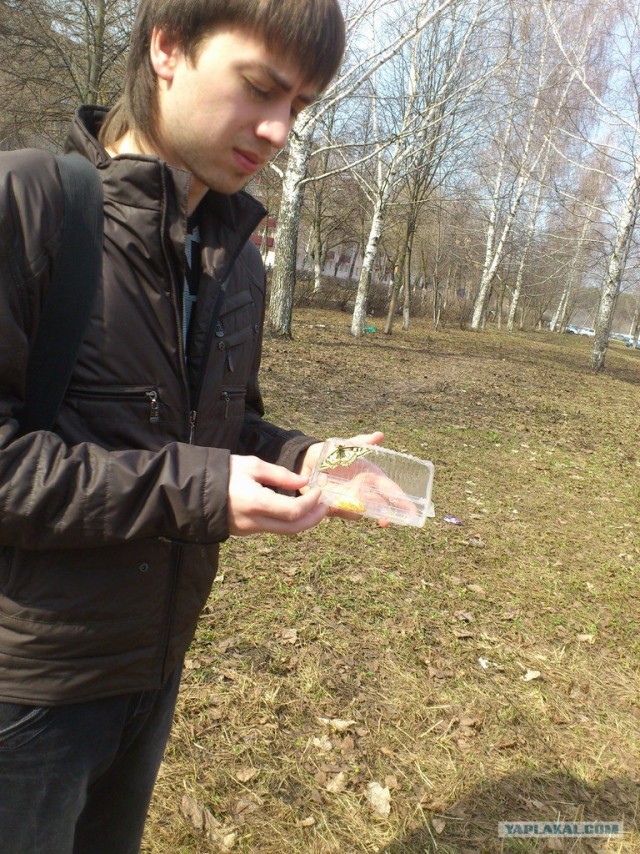 Бабочка Махаон