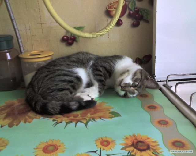 Котовторник 22.05.2012