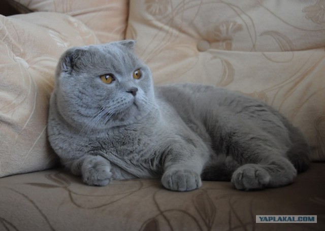 Котовторник   5.06.2012