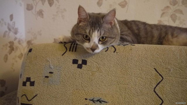 Котовторник 07.08.2012