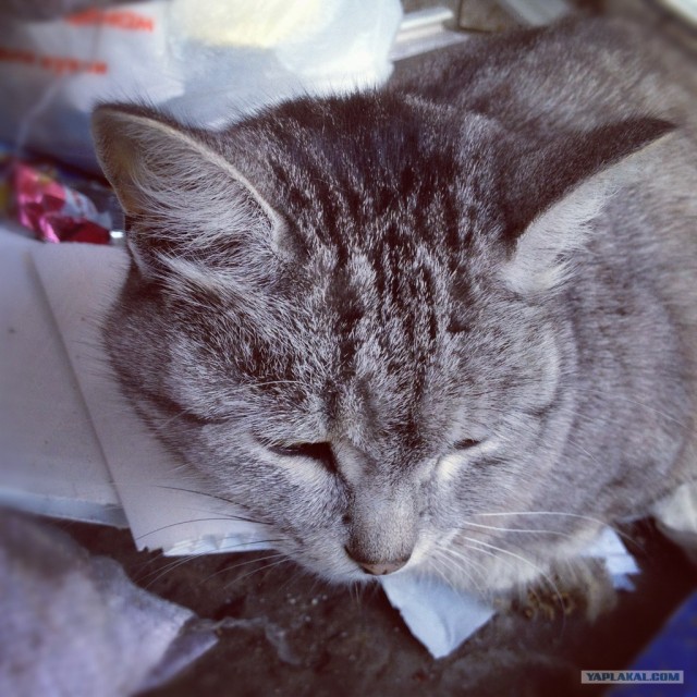 Котовторник  4.09.12