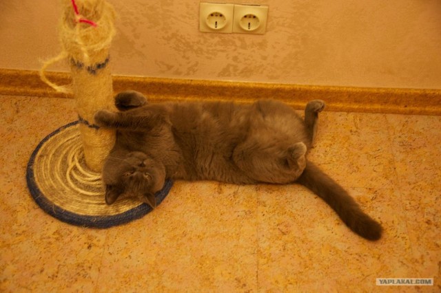 Диван для собаки