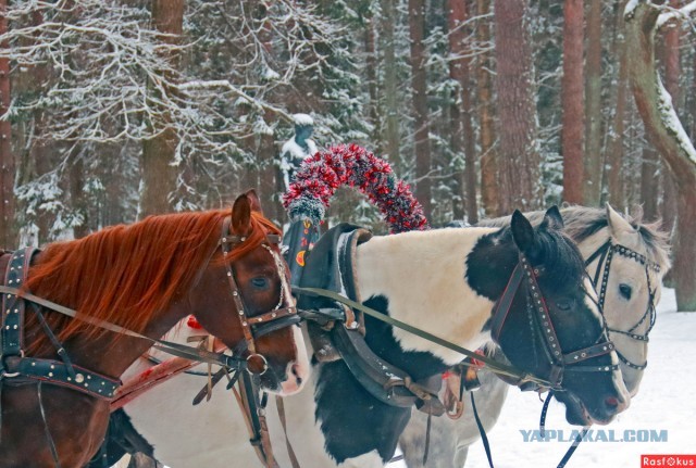 Почему в тройке лошадей две крайние всегда смотрят в стороны?