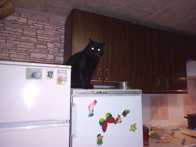 Котовторник  06.08.2019