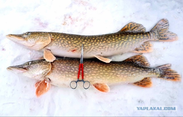 Щука в сметанном соусе