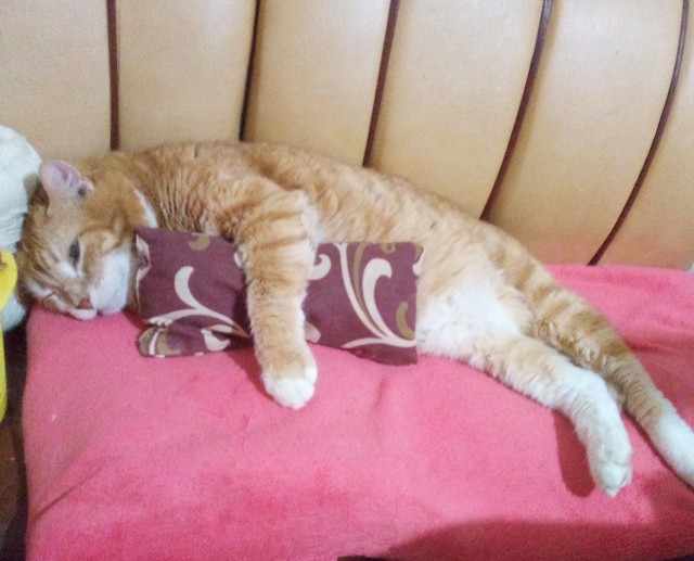Котодед.