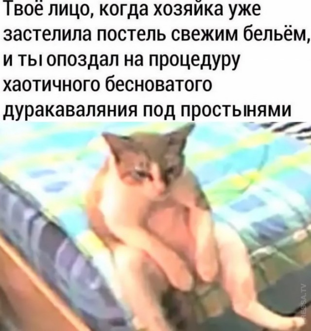 Картинки и мемы для настроения 009