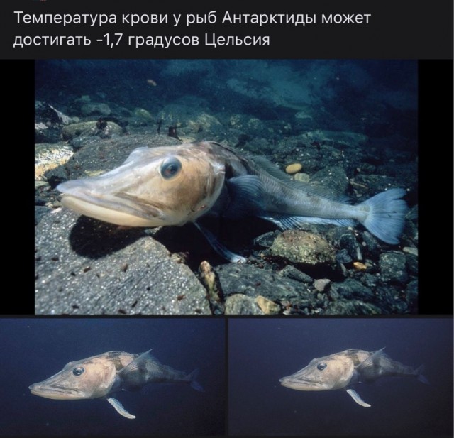 Ночной дозор