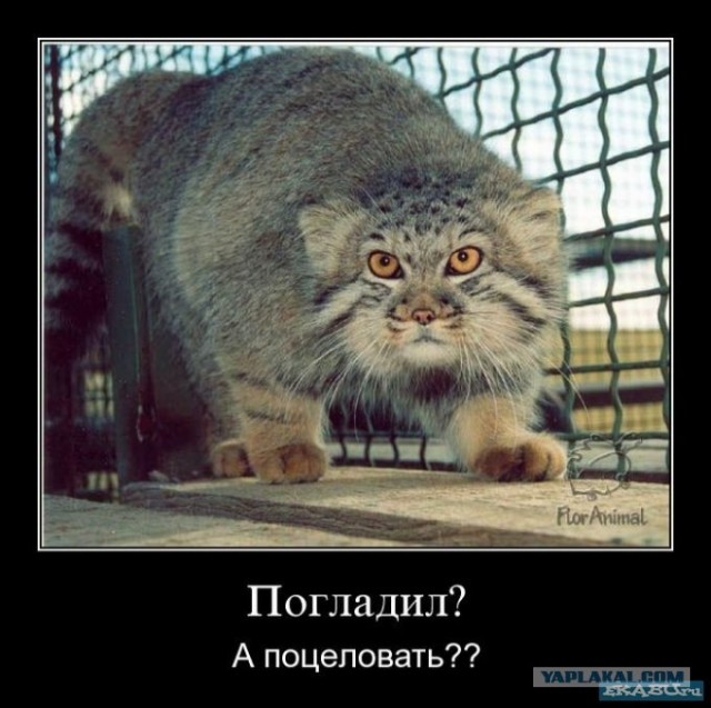 Хотите такого зверя в дом?