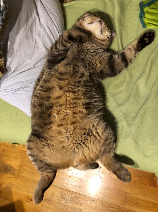 Хоба! Котовторник!