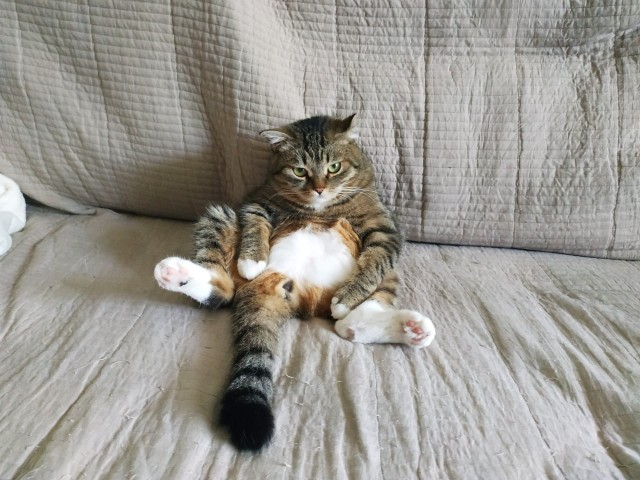 Кот Василий