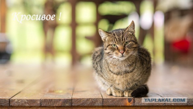Терраса на даче