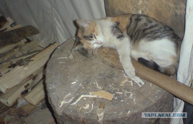 Котовторник (свои добавляем)