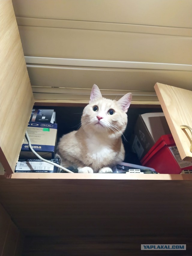 Котовторник 05.10.21 г