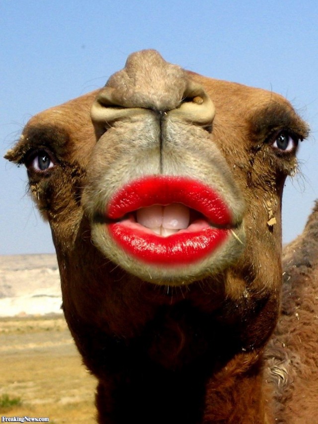 На конкурсе красоты верблюдов в Саудовской Аравии 40 претендентов были дисквалифицированы из-за ботокса