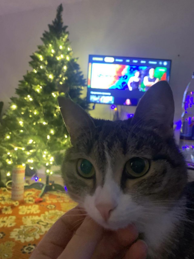Котовторник 21.12.21