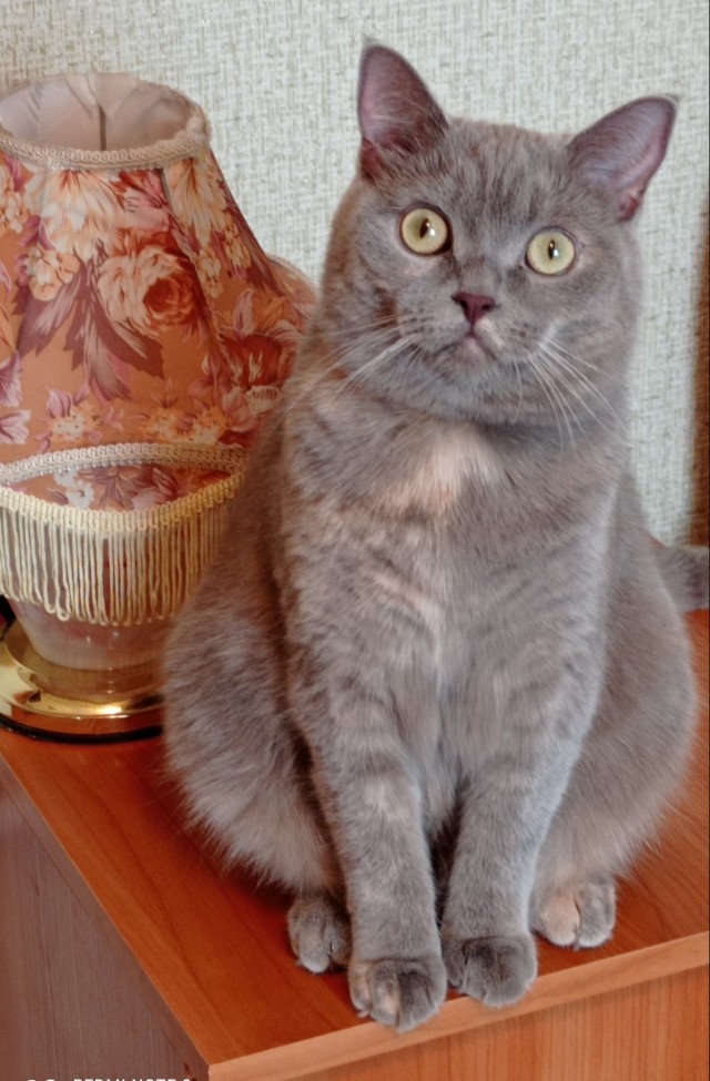 А что это мы котовторник не начинаем? Время пришло!