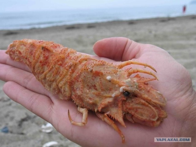 Родные края
