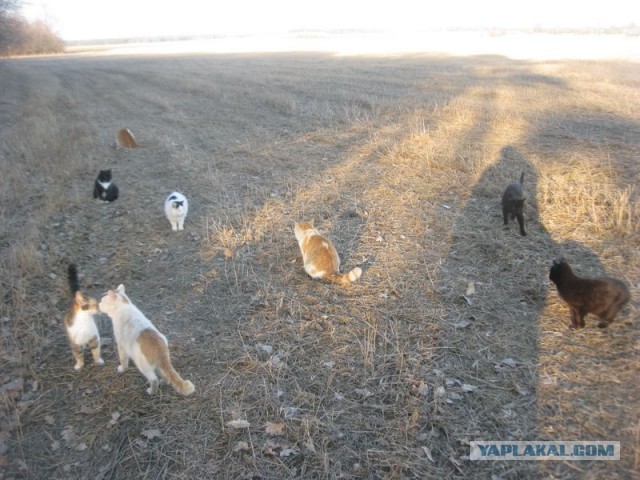 Жизнь домашнего приюта для котеек 386