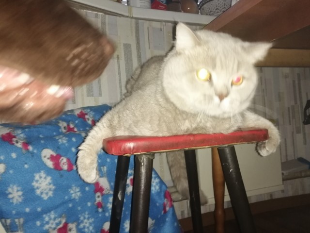 А ваши котейки че счас делают?