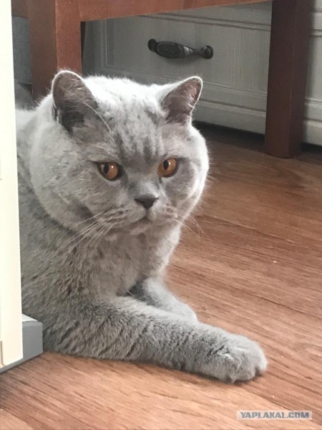 А это мой котан к котовторнику