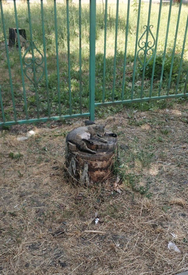 Два мнения о мужчинах 40+