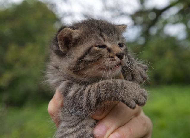 На котовторник