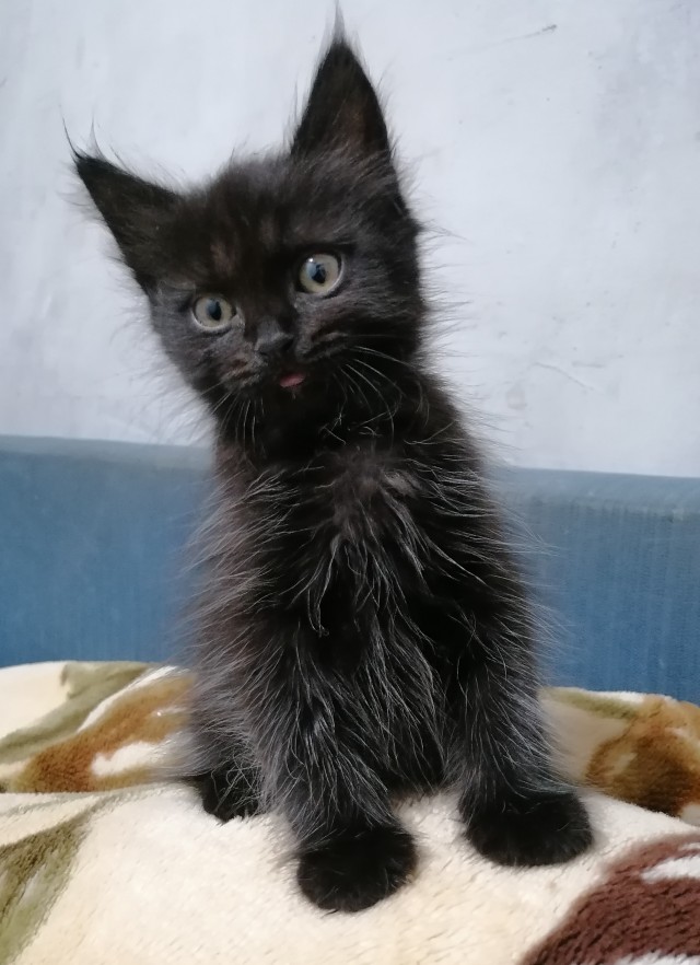 На котовторник