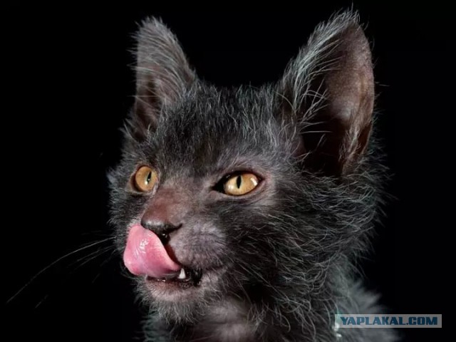 33 удивительных и уникальных фотофакта со всего мира