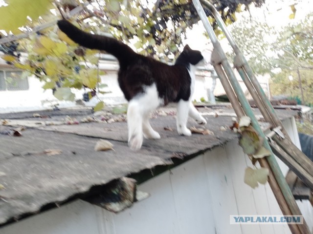 С Курильским бобтейлом на рыбалку