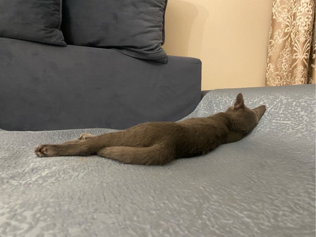 Вторник, ваши коты и кошки в студию