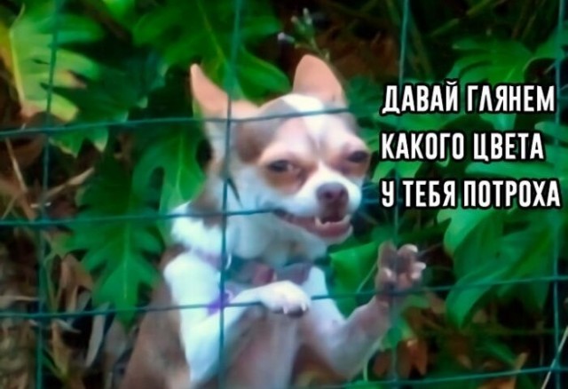 Мой песель по кличке Пуфик