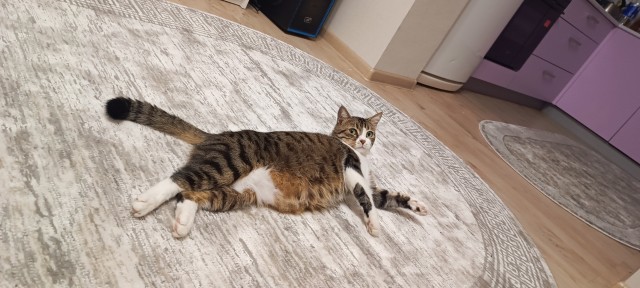 Откуда у котов курдюк и зачем он нужен?