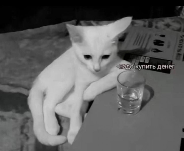 Котокартинки