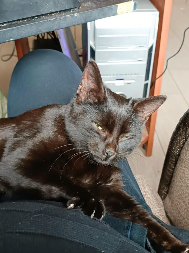 Новый хозяин