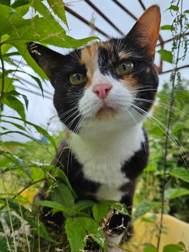 С Котовторником!