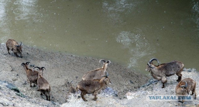 Наводнение в Чехии