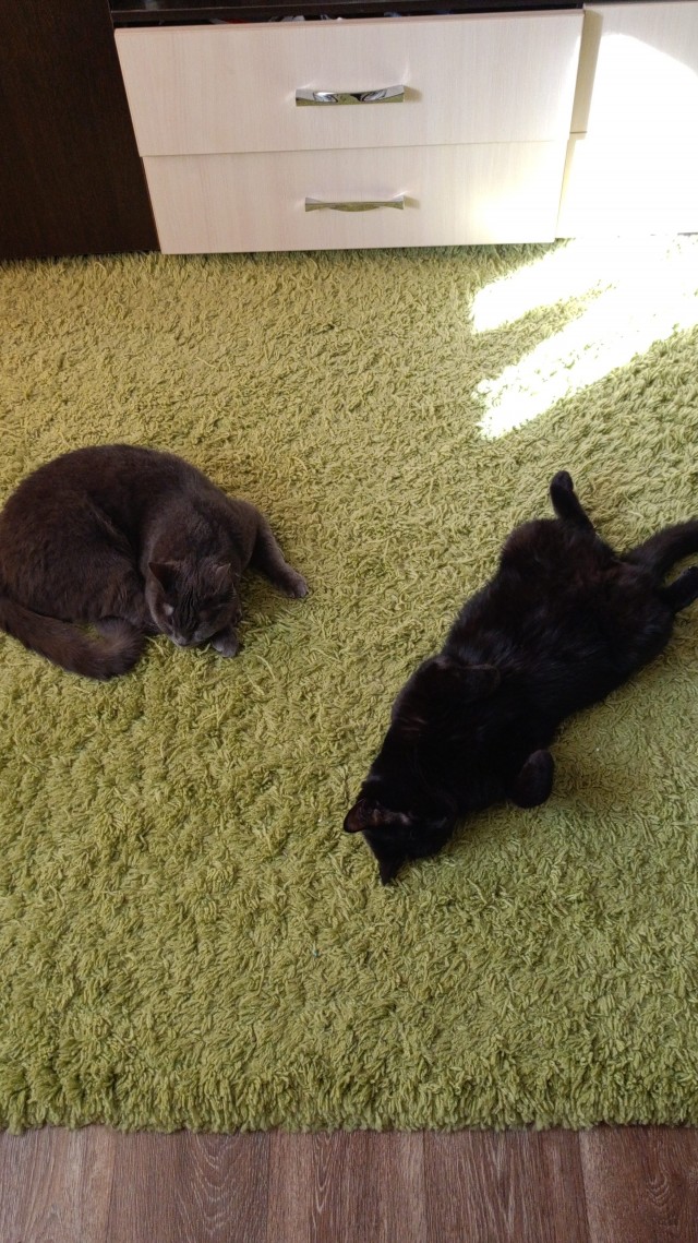 Котэ