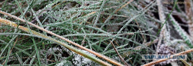 Немного летнего макро