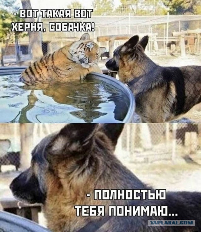 Гигантский бык