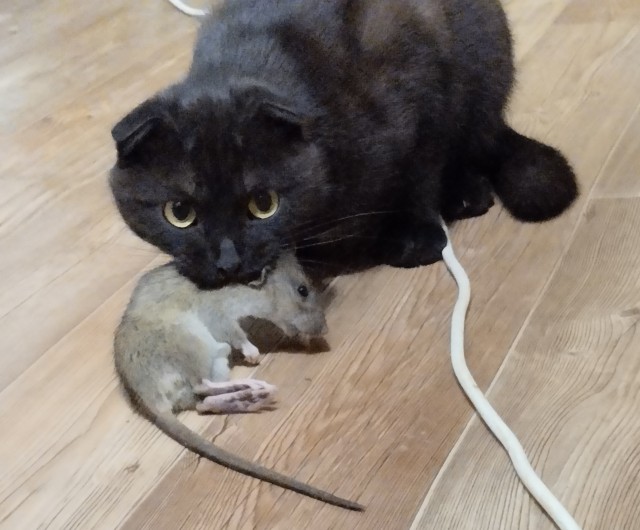 Хищники
